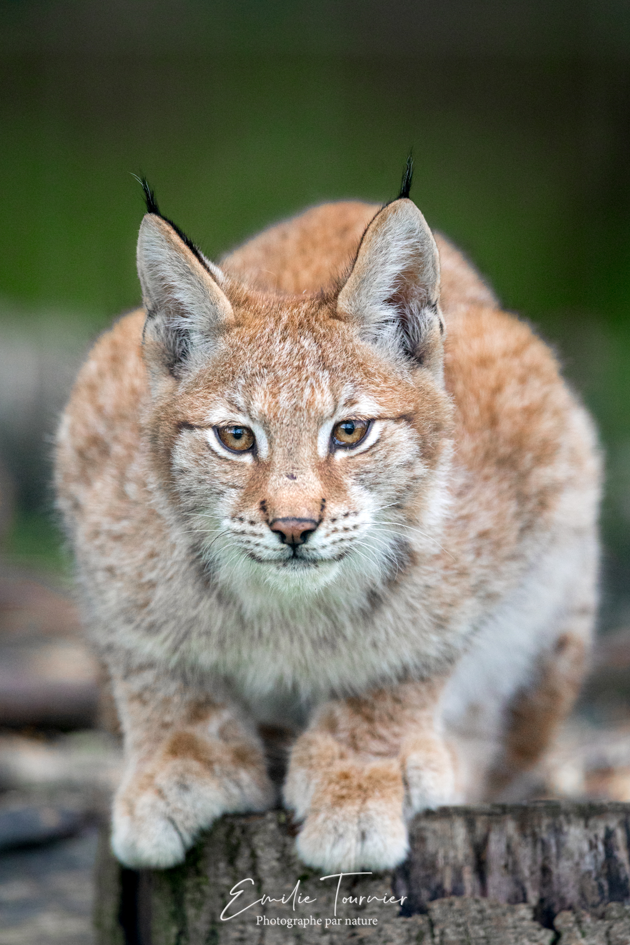 Lynx boréal