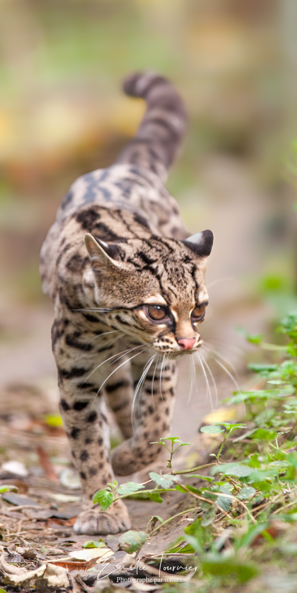 Margay