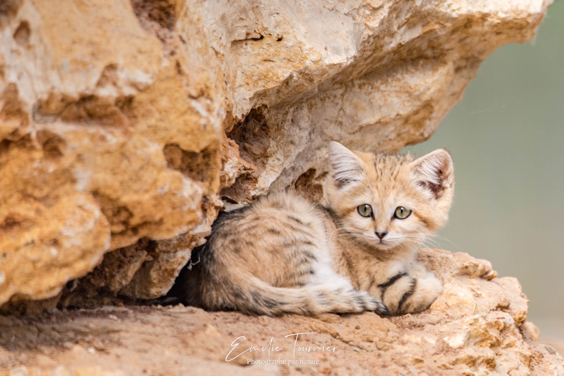 Mini chat du désert