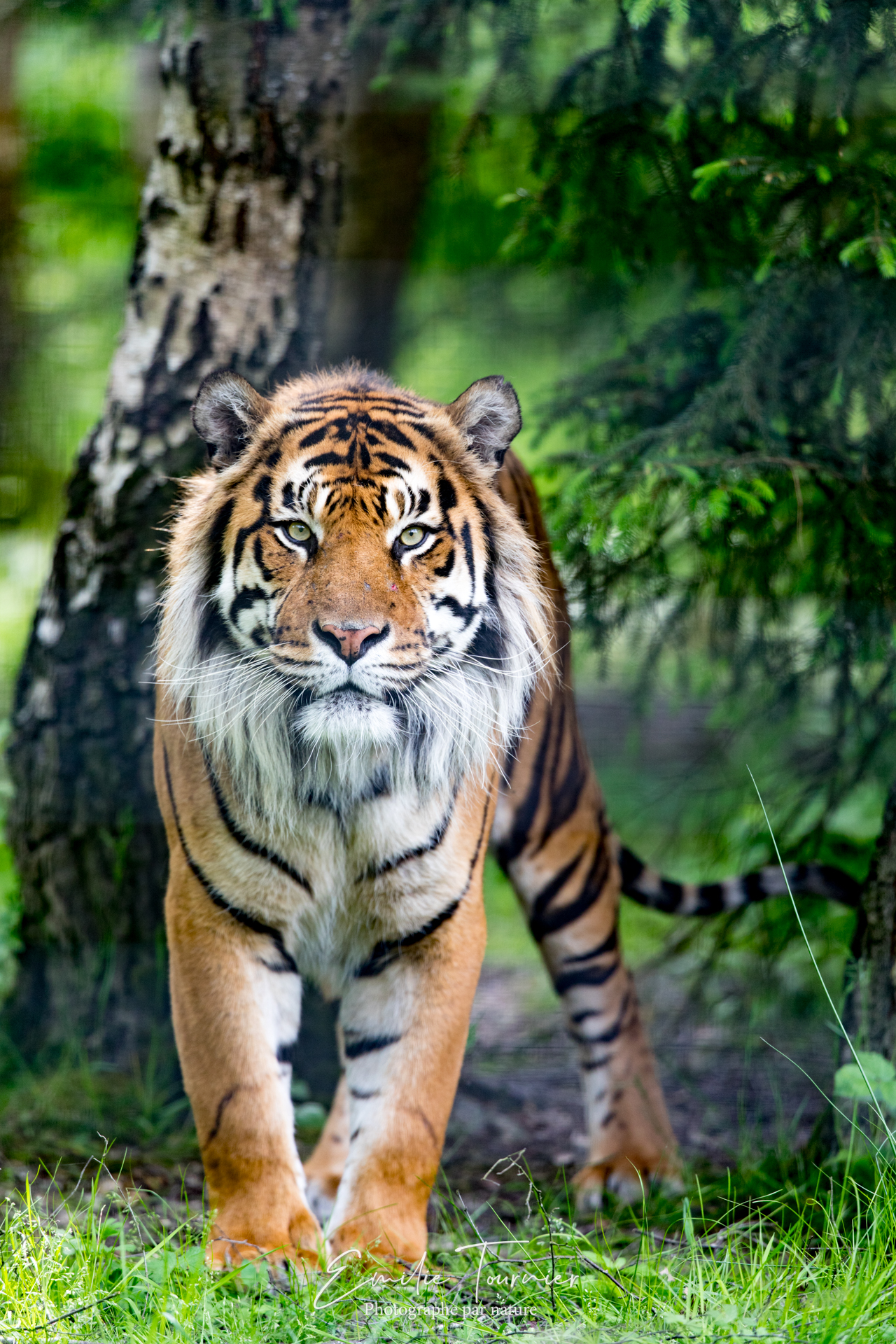 The eyes of the tiger