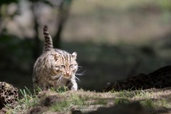 Chat pêcheur