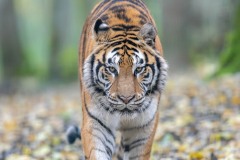 Emilie-Tournier-Photographe-animaliere-Brunoy-stage-photo-France