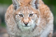 Lynx boréal