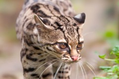 Margay