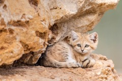 Mini chat du désert