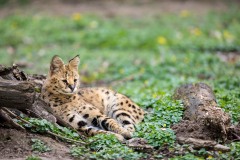 Serval