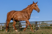 Qalinka - 02