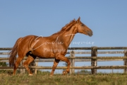 Qalinka - 04