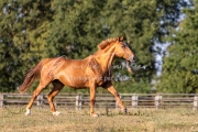 Qalinka - 06