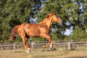 Qalinka - 08