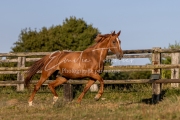 Qalinka - 09