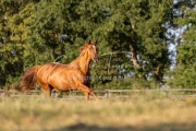Qalinka - 11