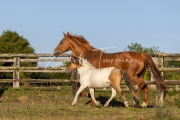 Qalinka et Prim rose - 02