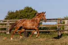 Qalinka - 09
