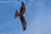Dominique Potevin
