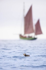 Emilie-Tournier-Photographe-animaliere-Brunoy-stage-photo-France