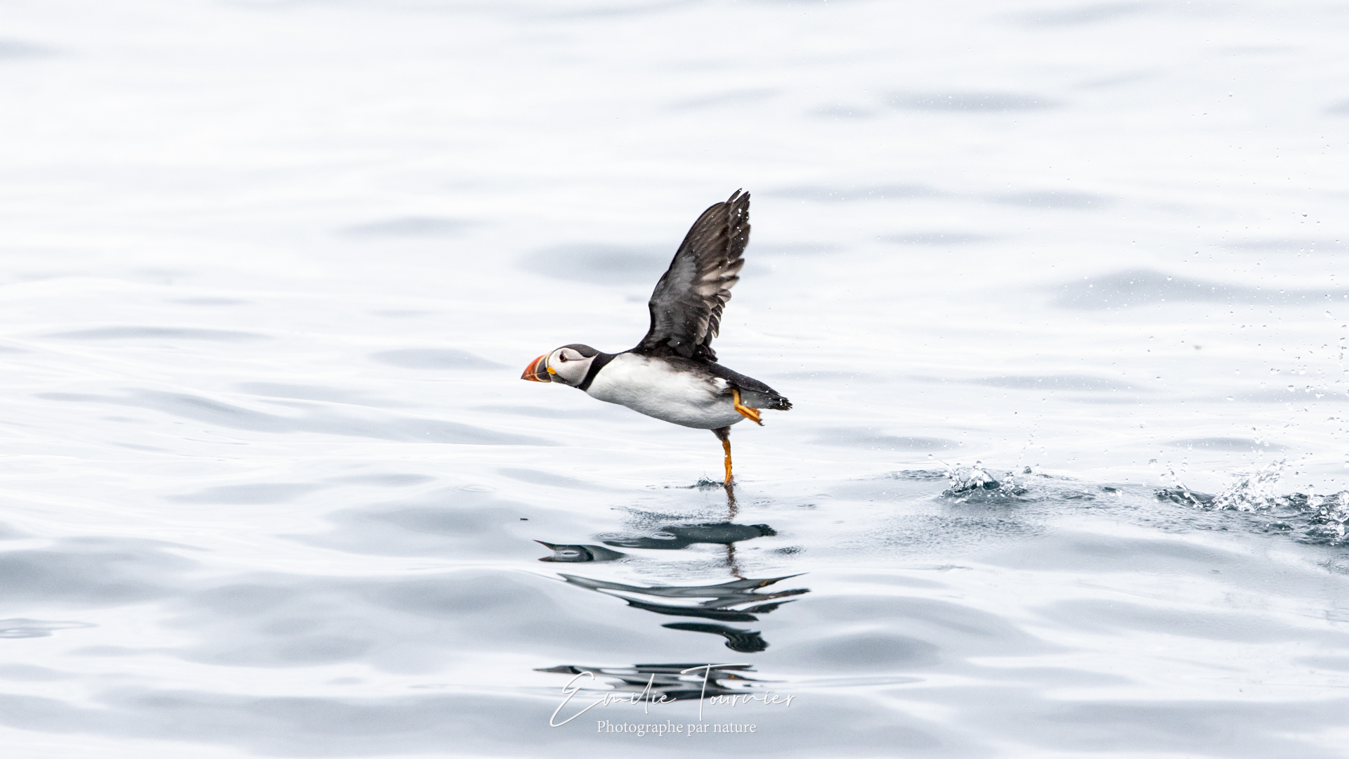 Danseur sur patte