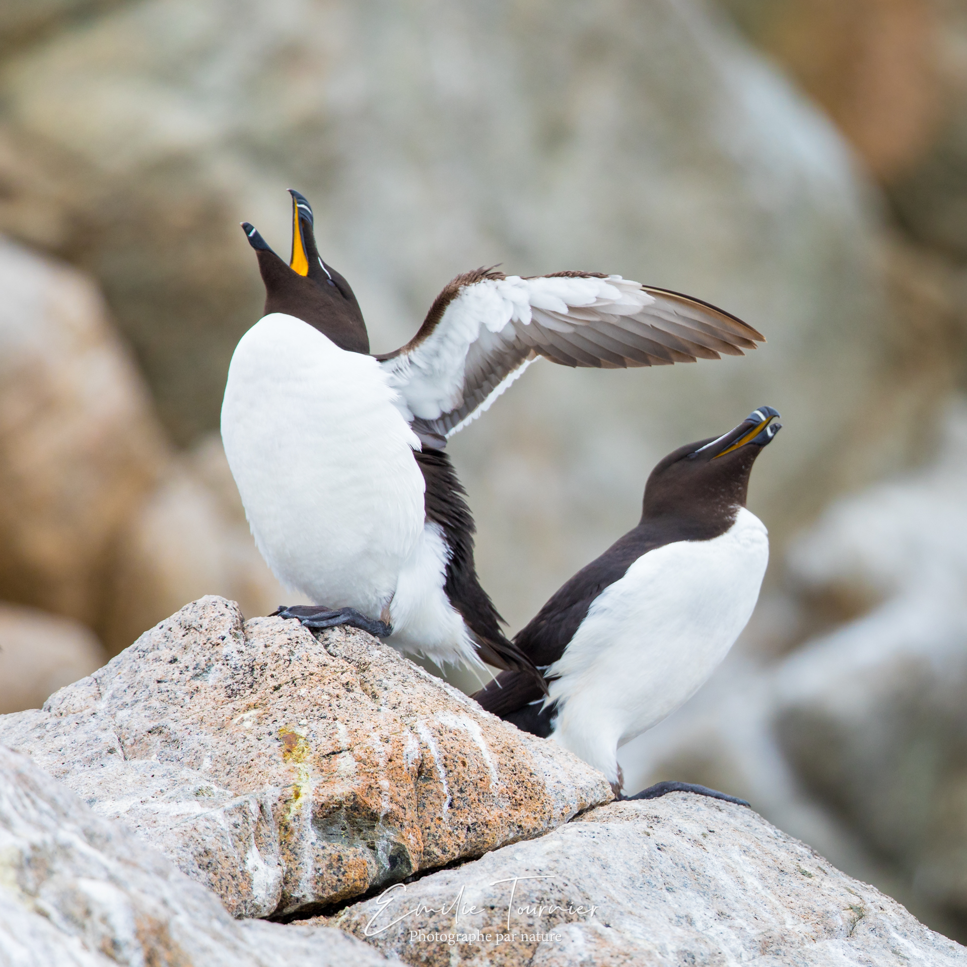 Duo de pingouins