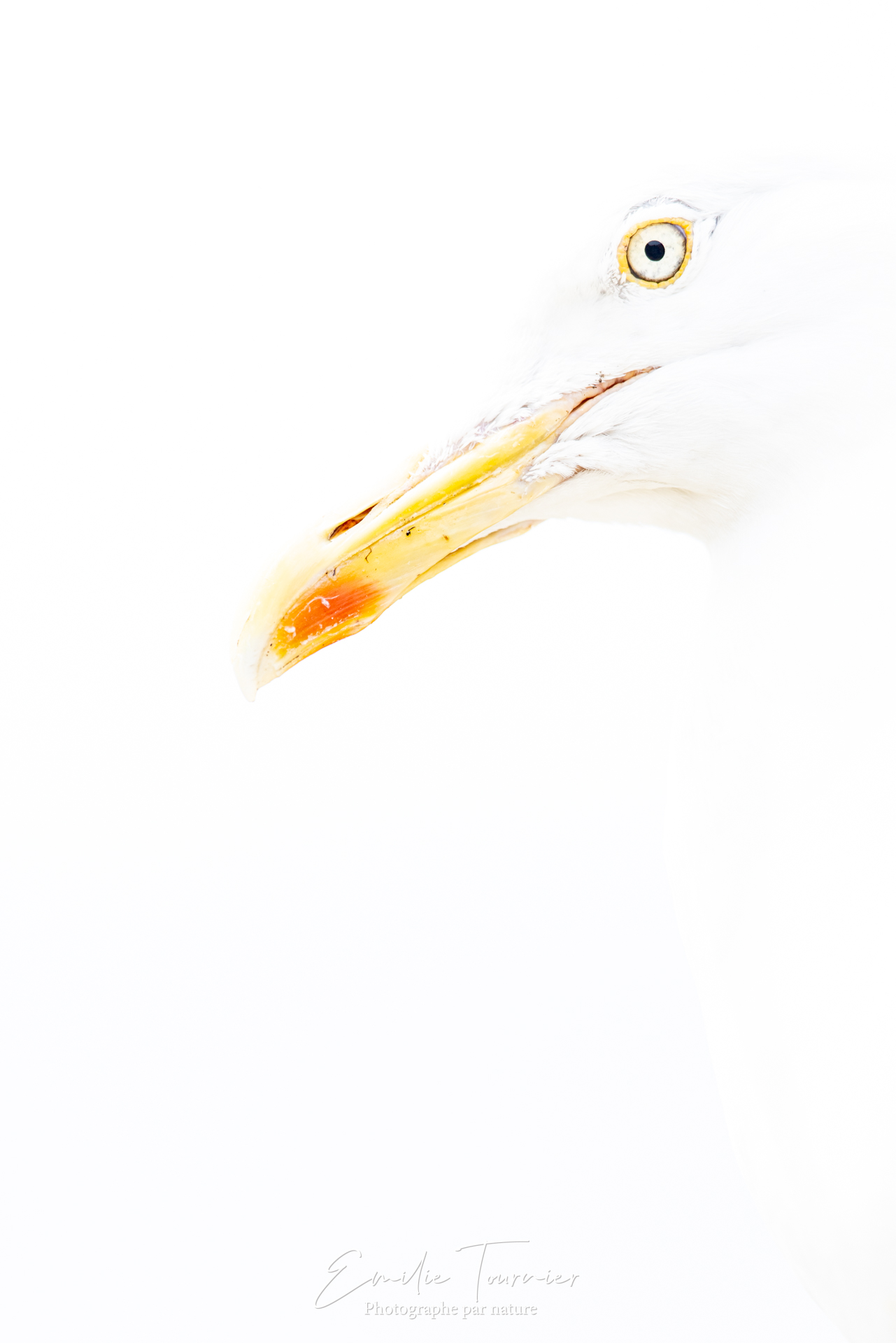Goéblanc