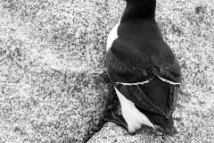 Ca c'est un pingouin