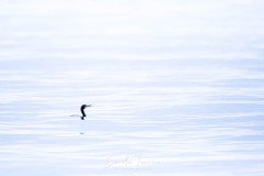 Cormoran dans sa mer de soie