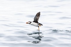 Danseur sur patte