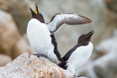Duo de pingouins