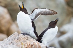 Duo de pingouins