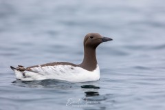 Guillemot sur l'eau