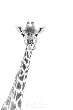 C'est pour quoi ? C'est pour quoi ?