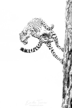 Marsupilami Marsupilami