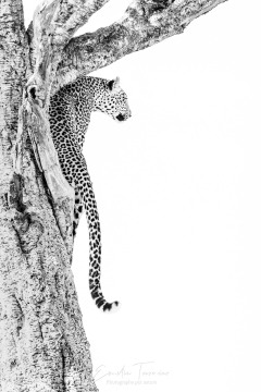 Sensualité perchée Sensualité perchée