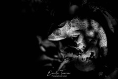 Vert de nuit Vert de nuit