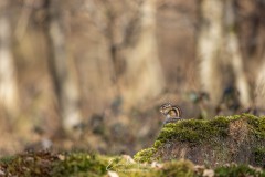 Tamias en forêt de Sénart
