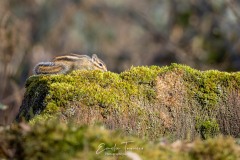 Tamia en forêt de Sénart