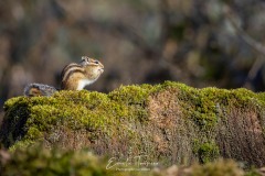 Tamia en forêt de Sénart
