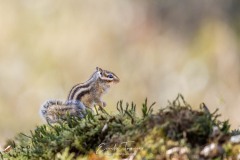 Tamia en forêt de Sénart