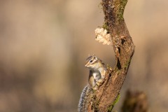 Tamia en forêt de Sénart