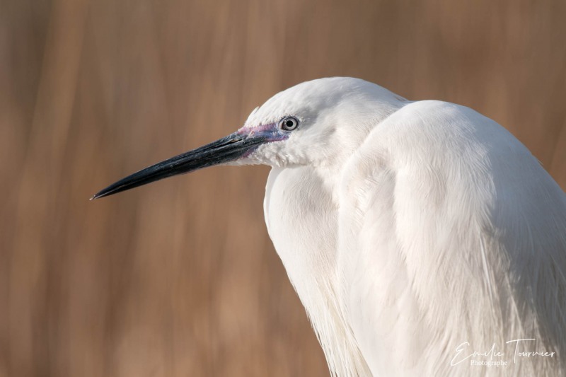 Profil d'aigrette