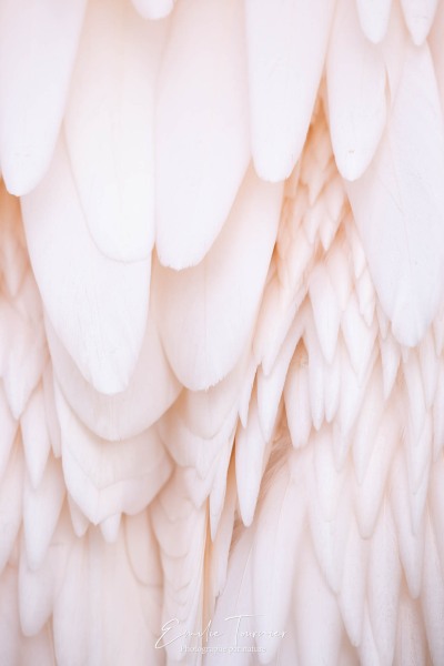 Feathers