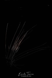 Herbes