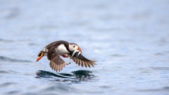 Le repas est prêt !