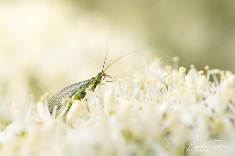 Prairie de pollen