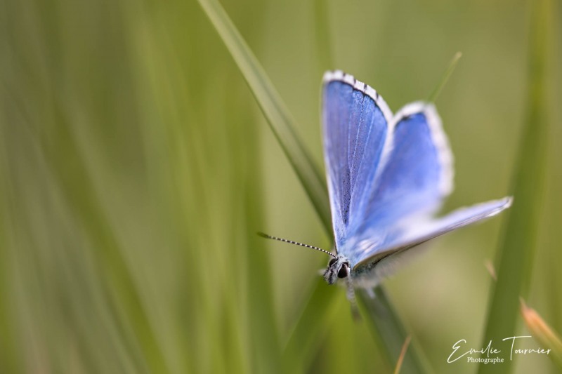 Bleu céleste