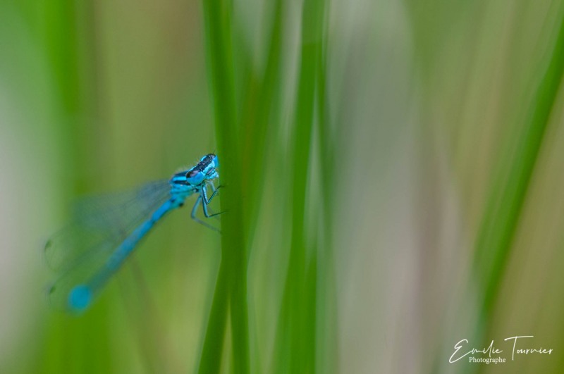 Blues en herbe mineur