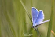 Bleu céleste