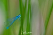 Blues en herbe mineur