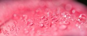 Rosée 1