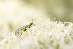 Prairie de pollen
