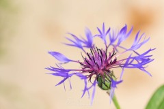 Feu d'artifice